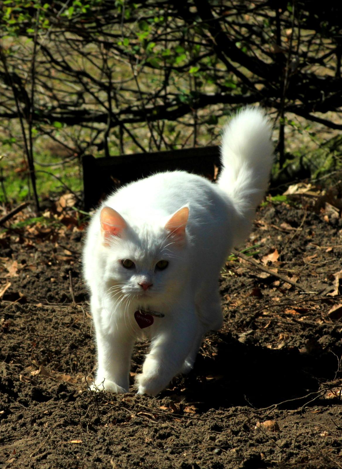 Maine Coon Dalsgaards Galant billede 6