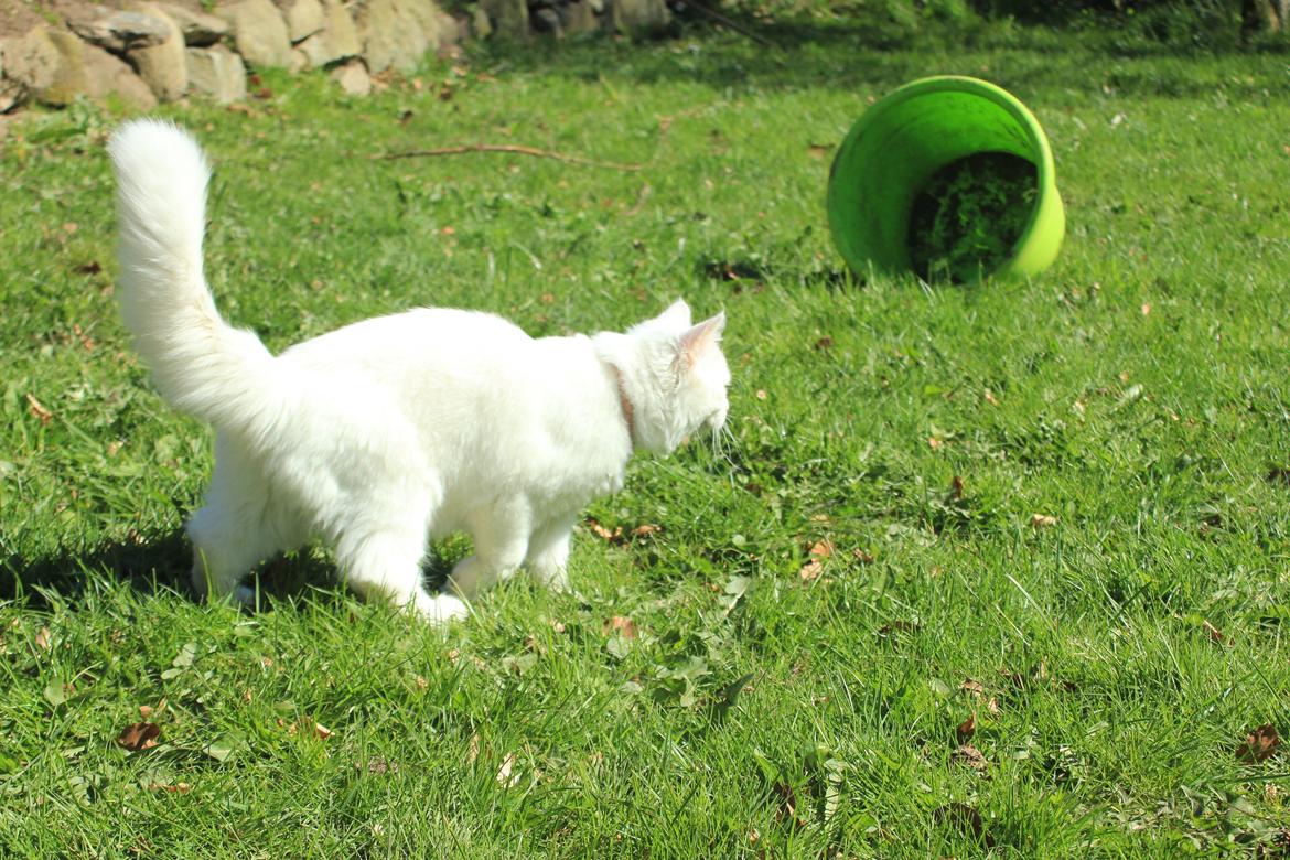 Maine Coon Dalsgaards Galant billede 7