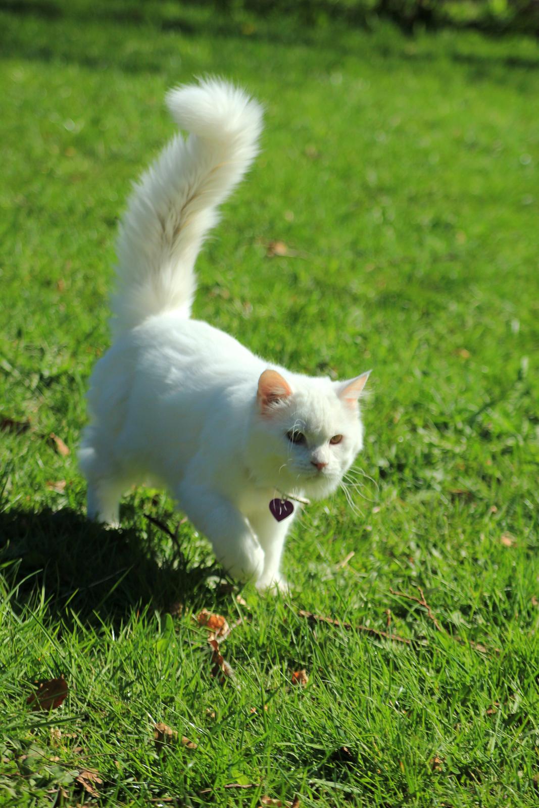Maine Coon Dalsgaards Galant billede 3