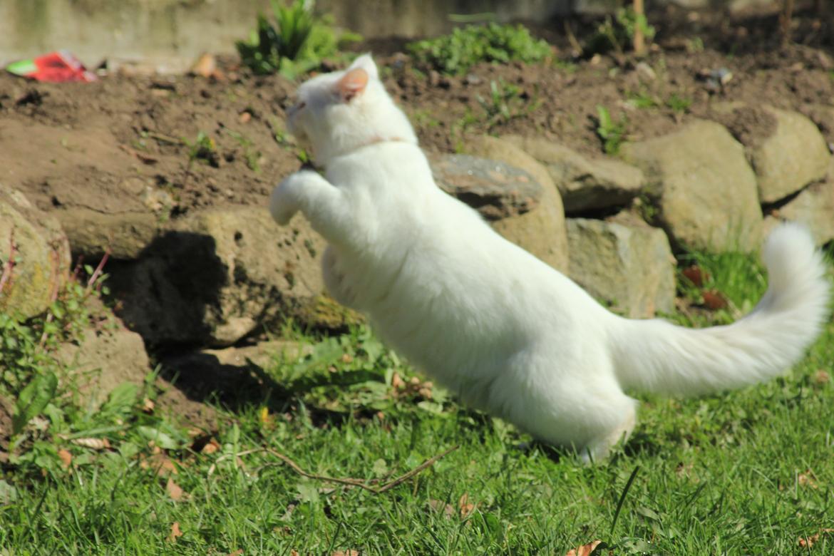 Maine Coon Dalsgaards Galant billede 9