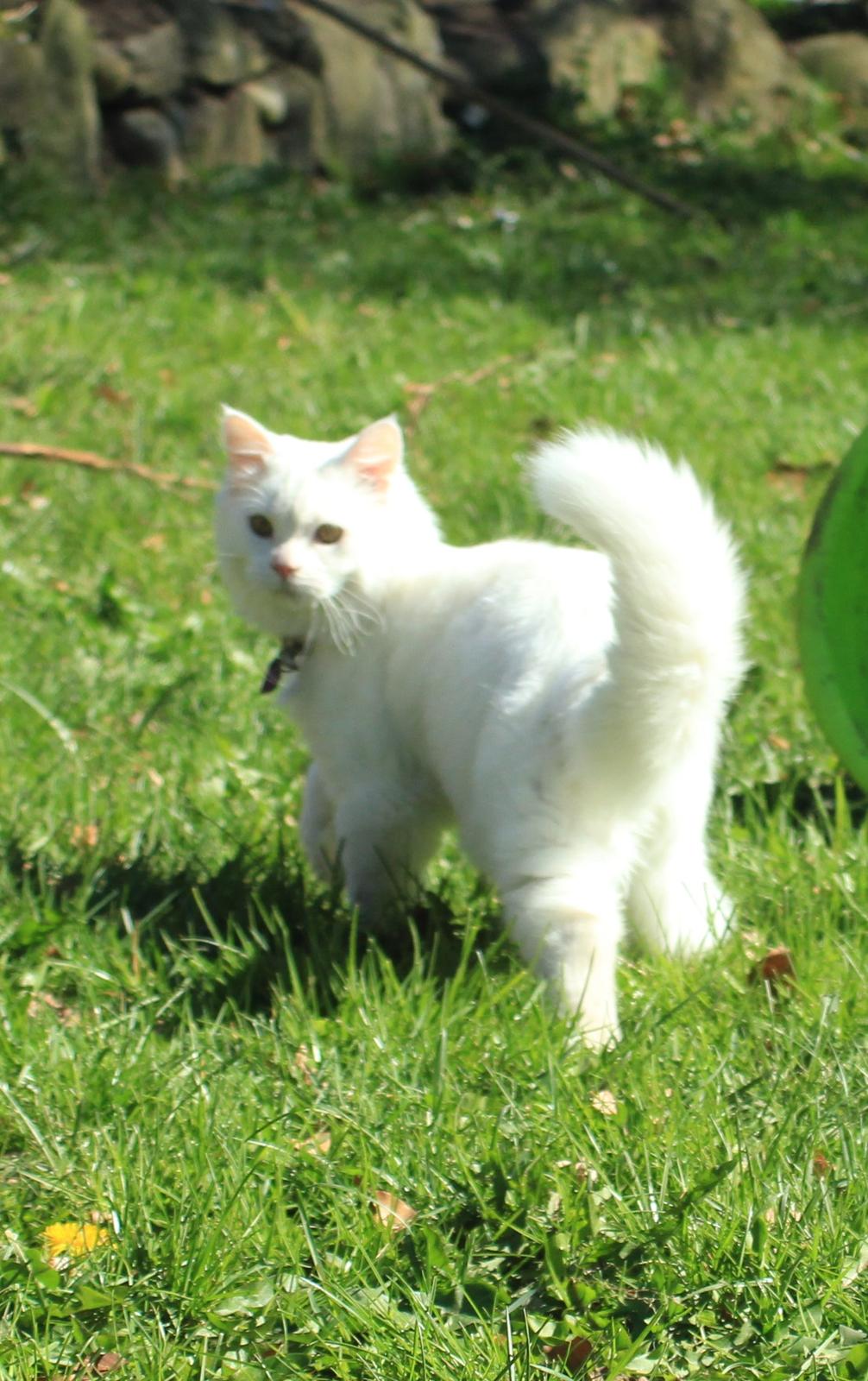 Maine Coon Dalsgaards Galant billede 8