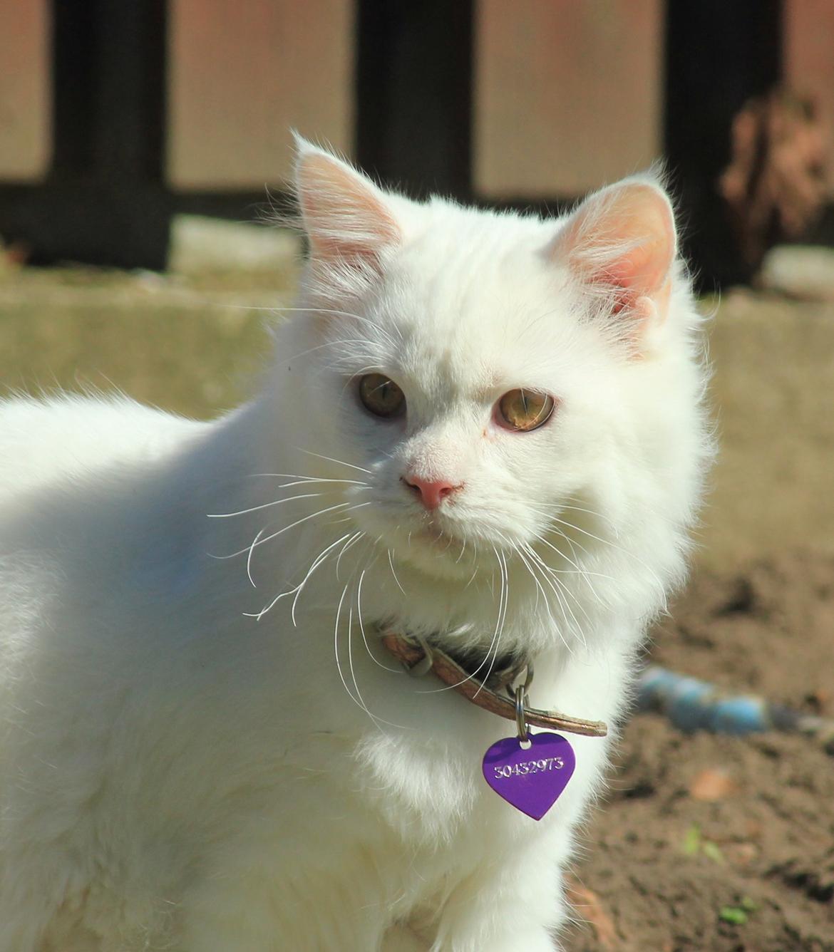 Maine Coon Dalsgaards Galant billede 11