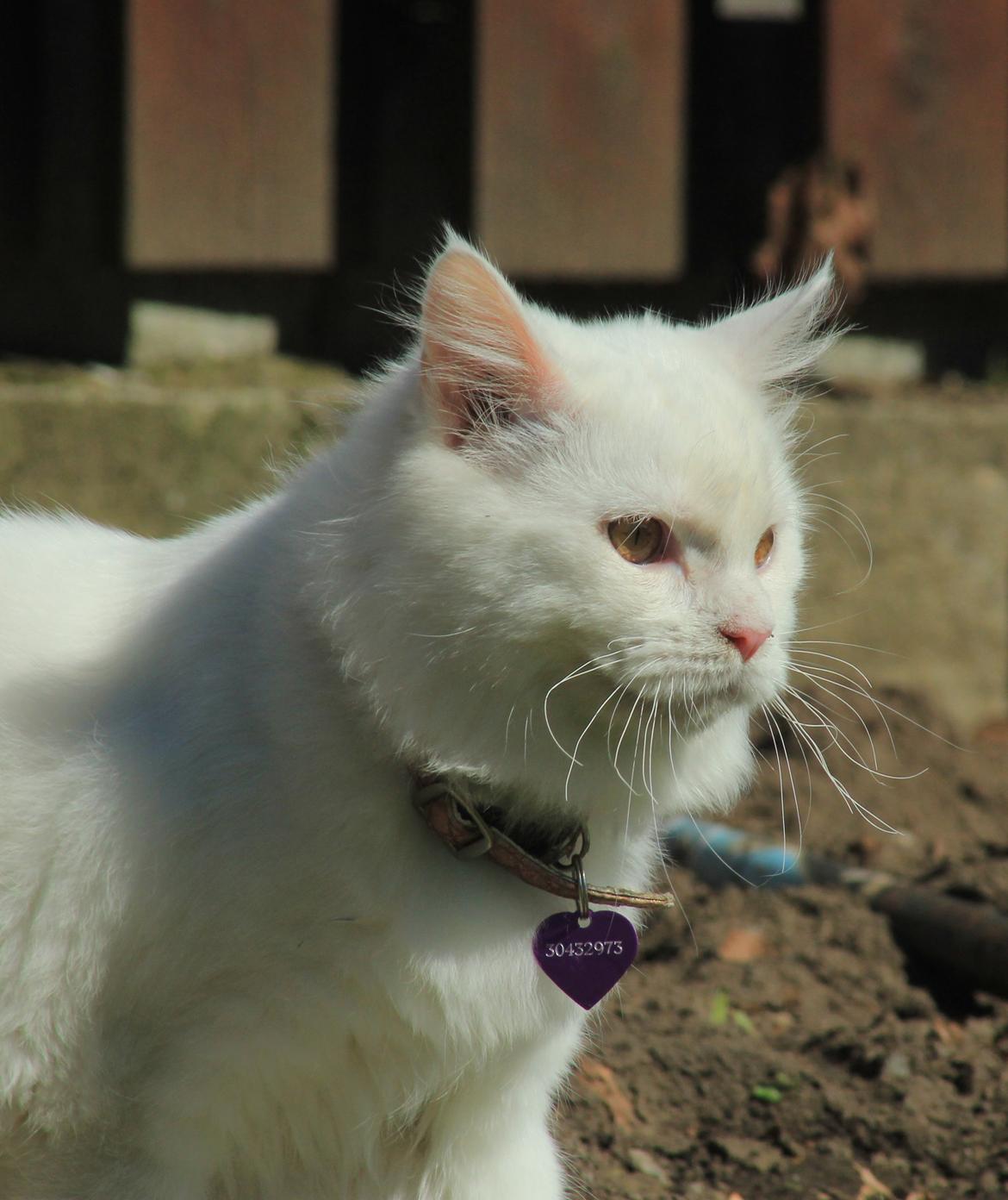 Maine Coon Dalsgaards Galant billede 10