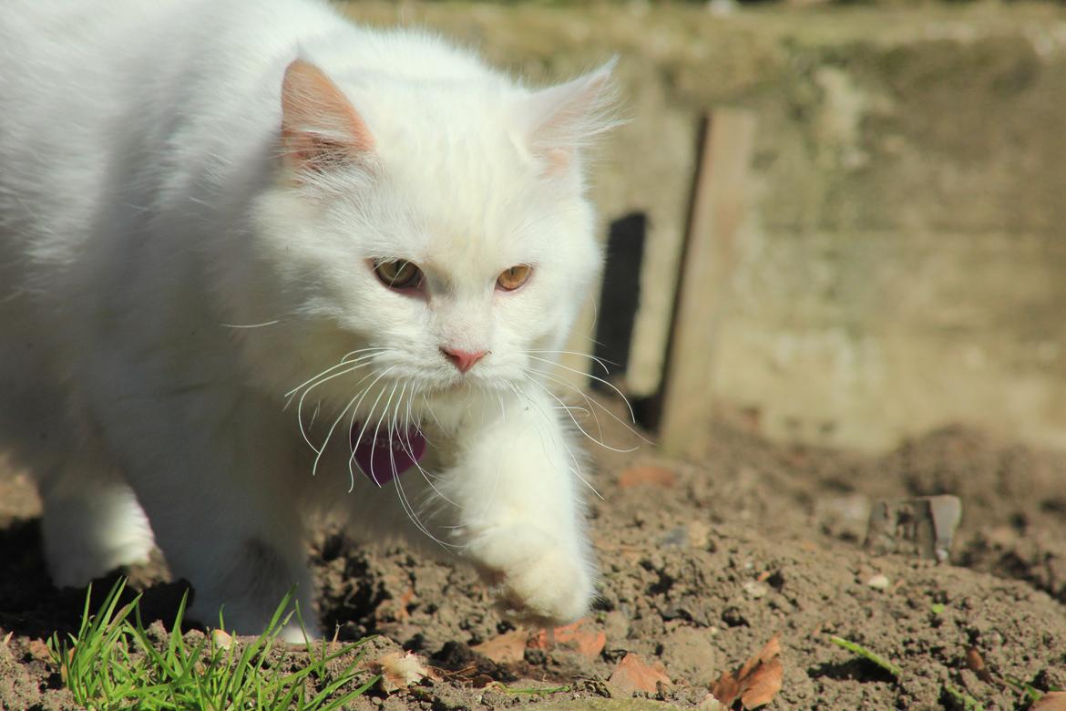 Maine Coon Dalsgaards Galant billede 12