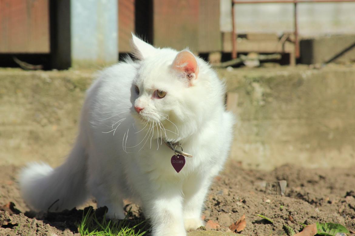 Maine Coon Dalsgaards Galant billede 13