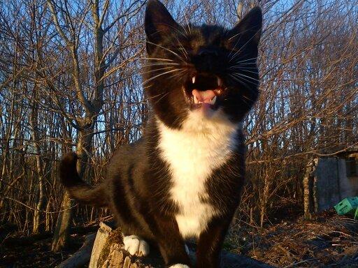 Huskat Dumle billede 2