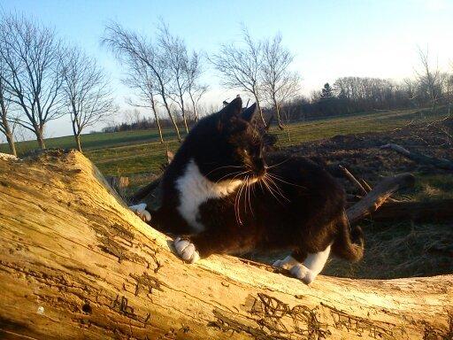 Huskat Dumle billede 15