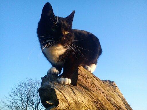 Huskat Dumle billede 16