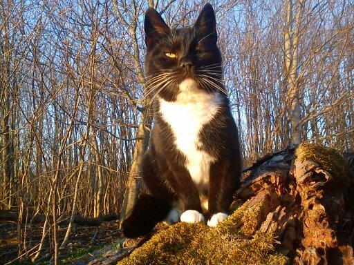 Huskat Dumle billede 12