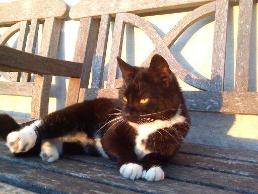 Huskat Dumle billede 17