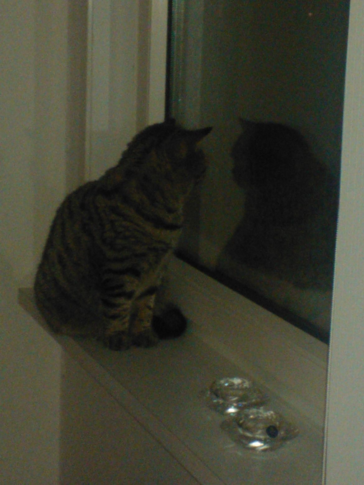 British Shorthair Mitzi ( tidligere Askepot ) billede 8