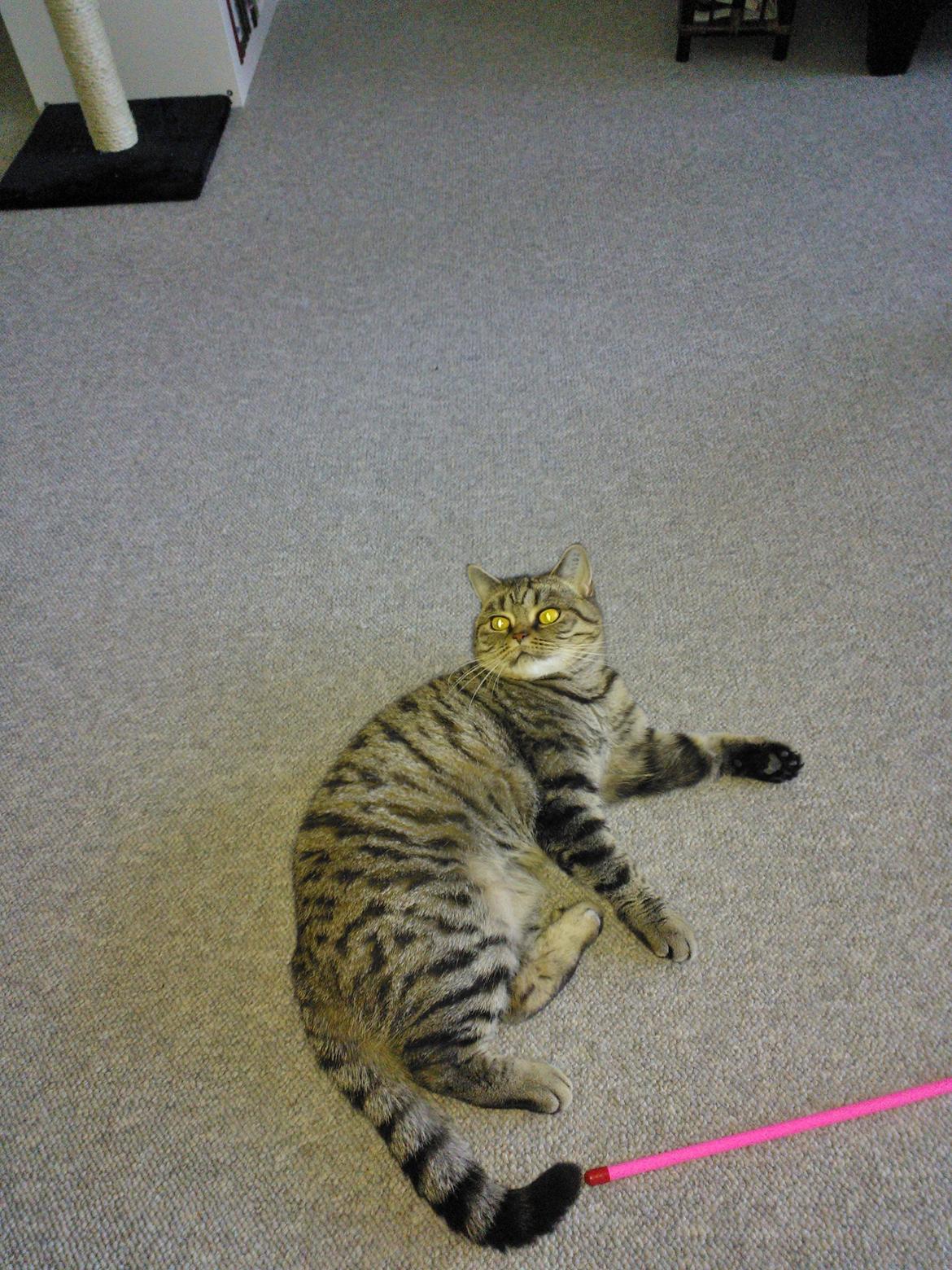 British Shorthair Mitzi ( tidligere Askepot ) billede 1