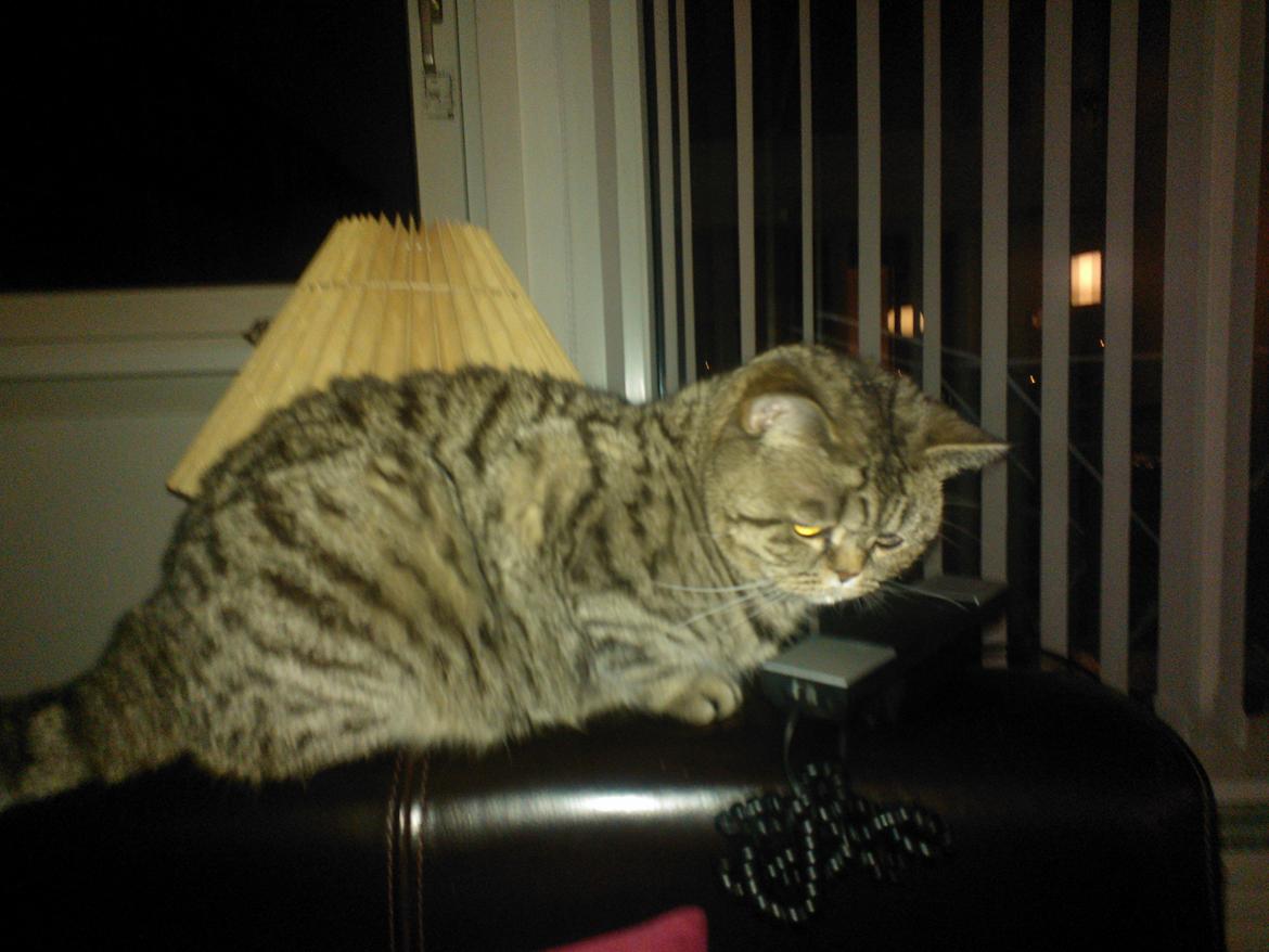 British Shorthair Mitzi ( tidligere Askepot ) billede 2