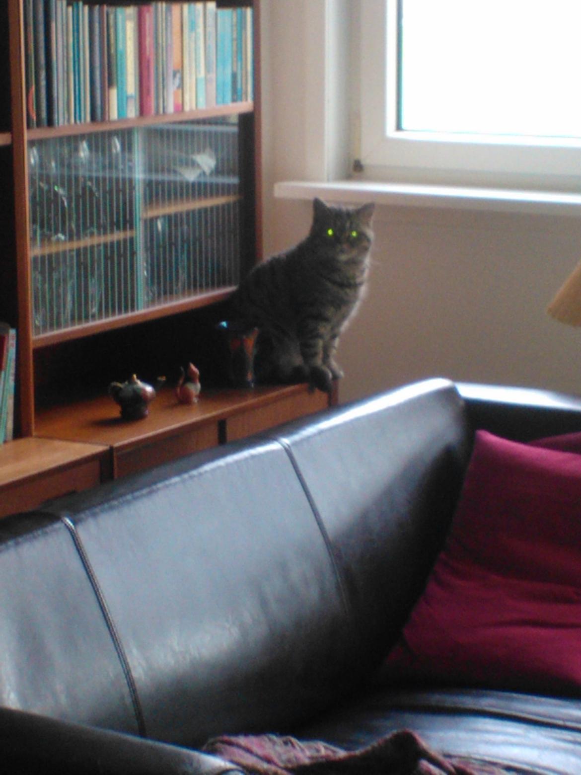 British Shorthair Mitzi ( tidligere Askepot ) billede 3