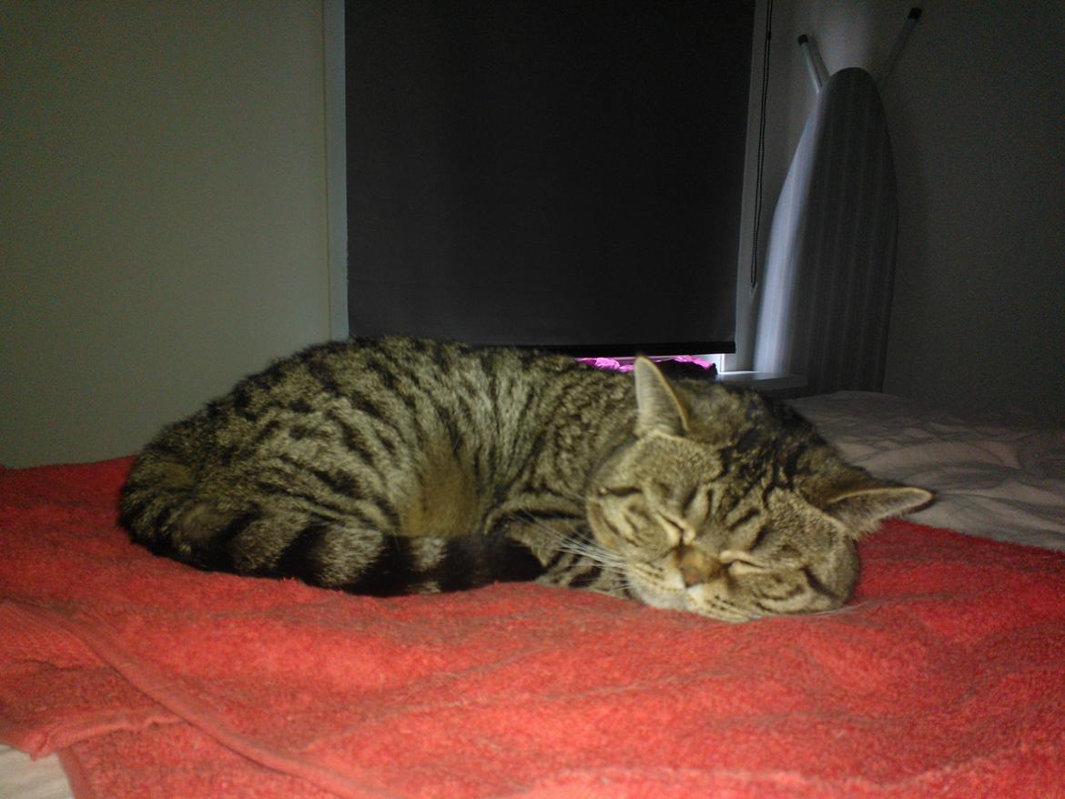 British Shorthair Mitzi ( tidligere Askepot ) billede 4