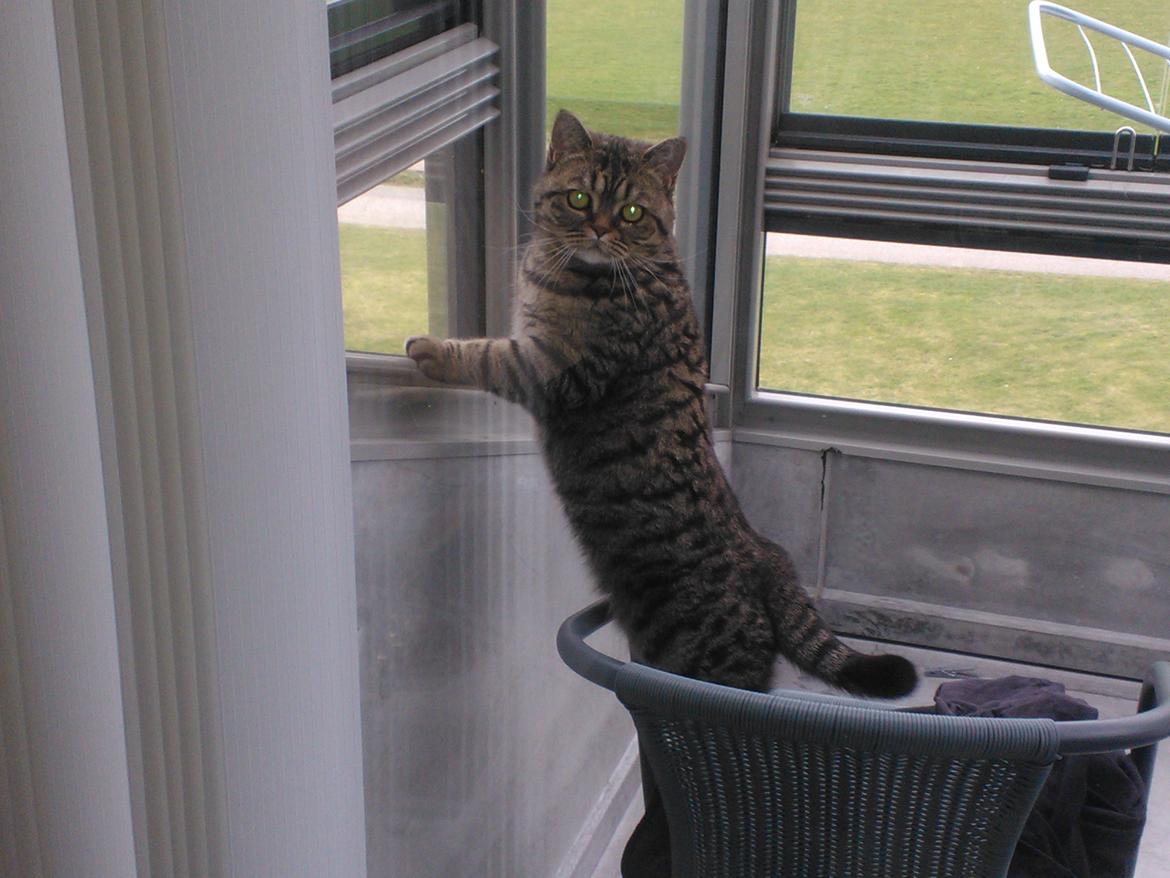 British Shorthair Mitzi ( tidligere Askepot ) billede 5