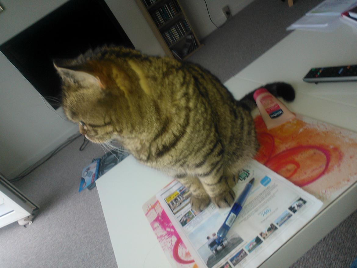 British Shorthair Mitzi ( tidligere Askepot ) billede 6