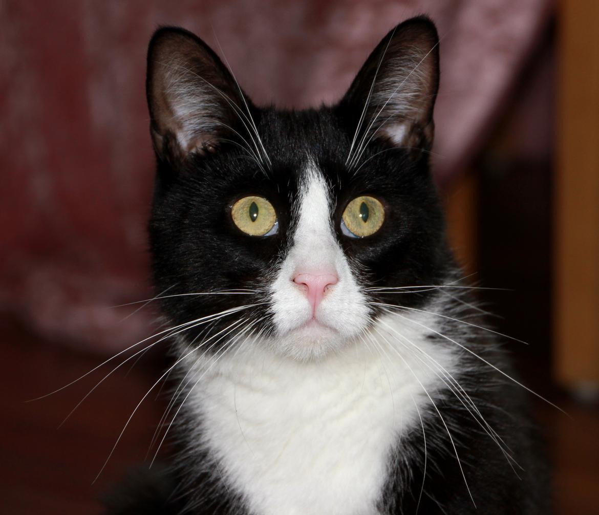 Blanding af racer Diego<3 billede 20