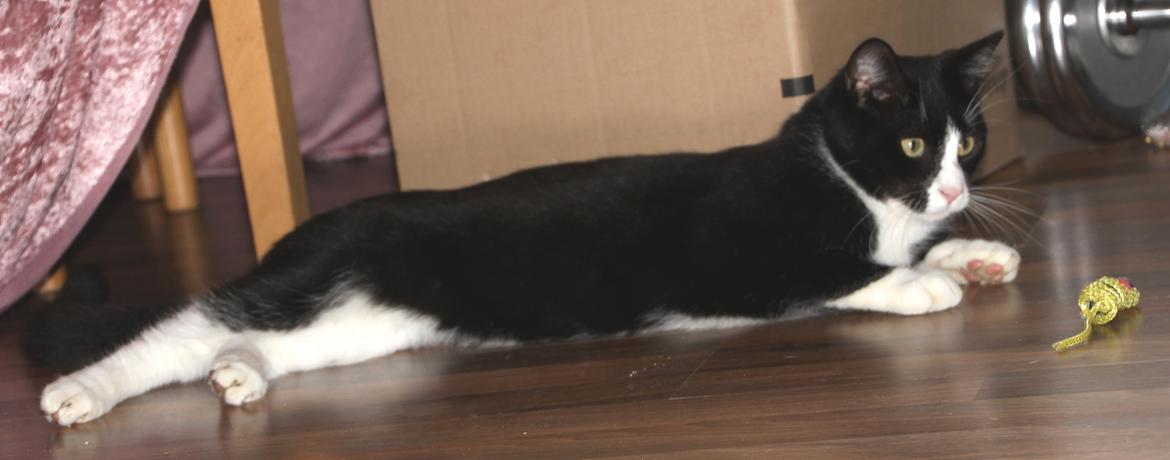 Blanding af racer Diego<3 billede 39