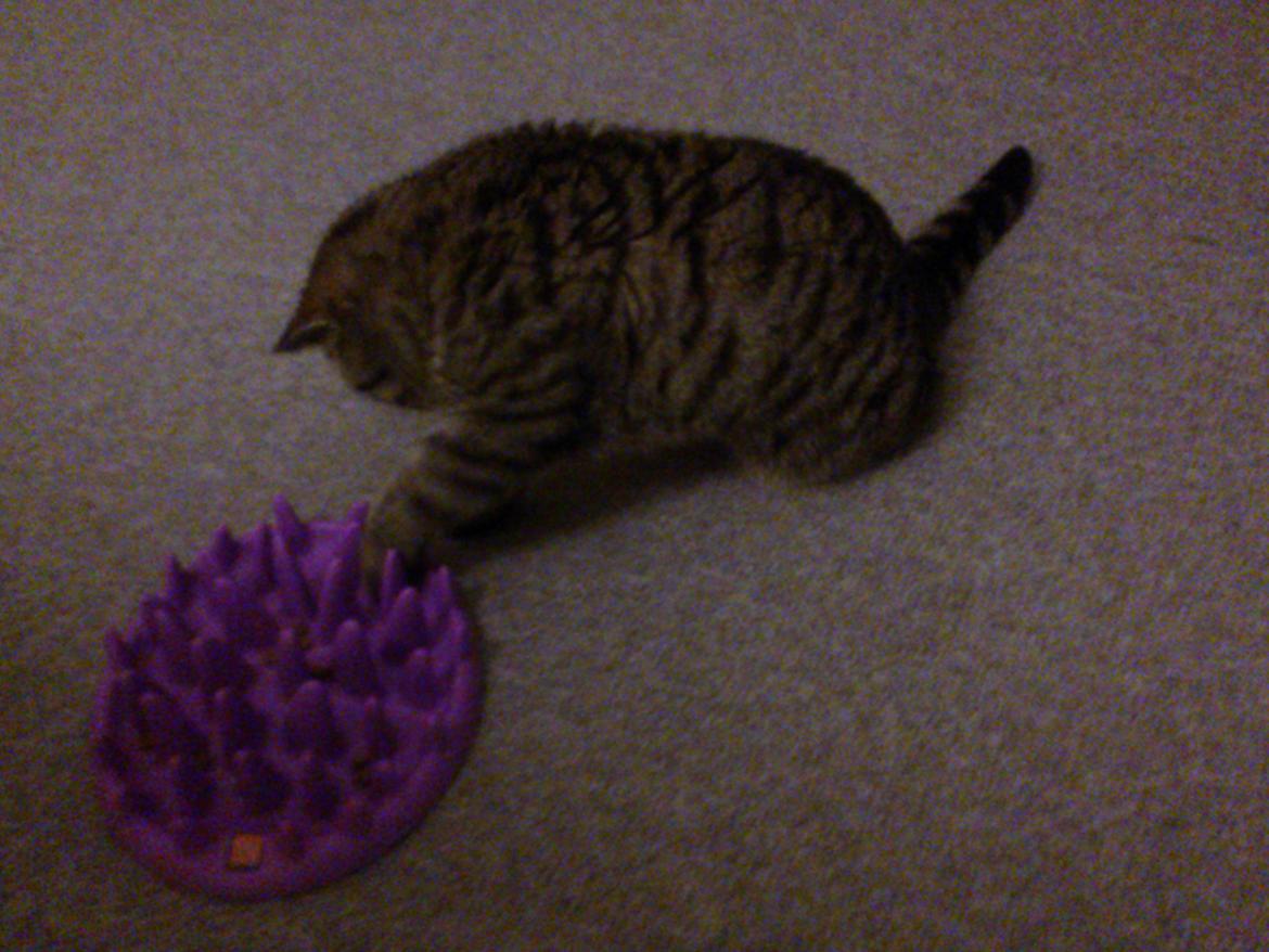 British Shorthair Mitzi ( tidligere Askepot ) billede 7