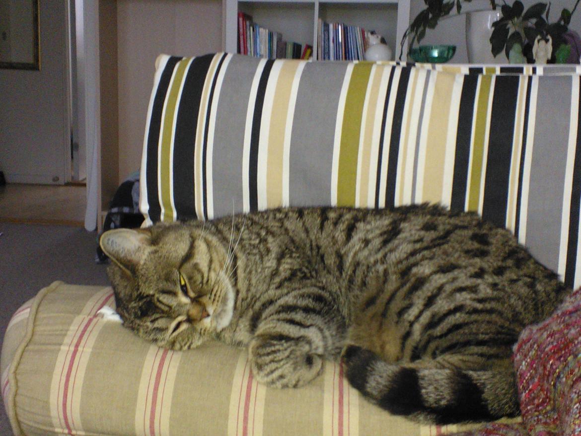 British Shorthair Mitzi ( tidligere Askepot ) billede 9