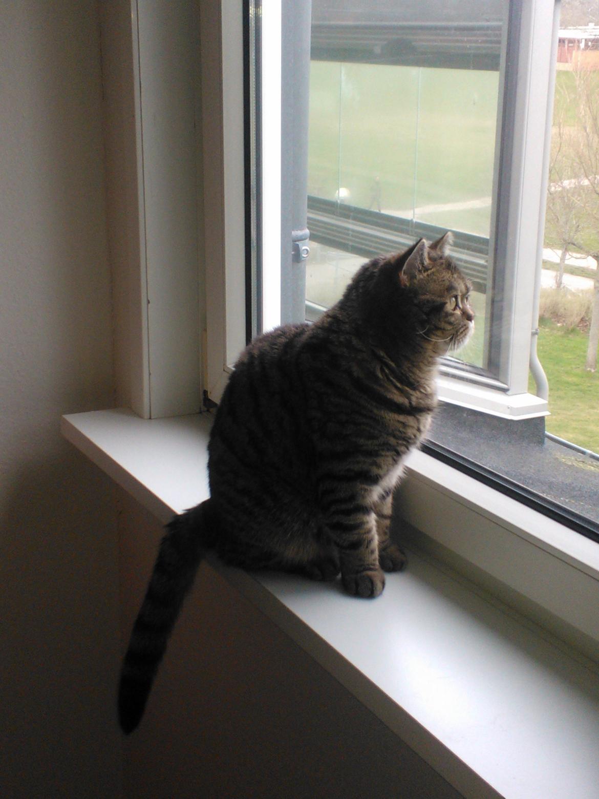 British Shorthair Mitzi ( tidligere Askepot ) billede 10