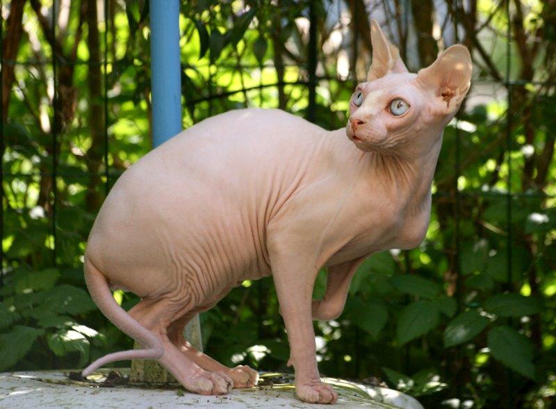 Sphynx Magnus Anat Her*PL - "Gustav" billede 11