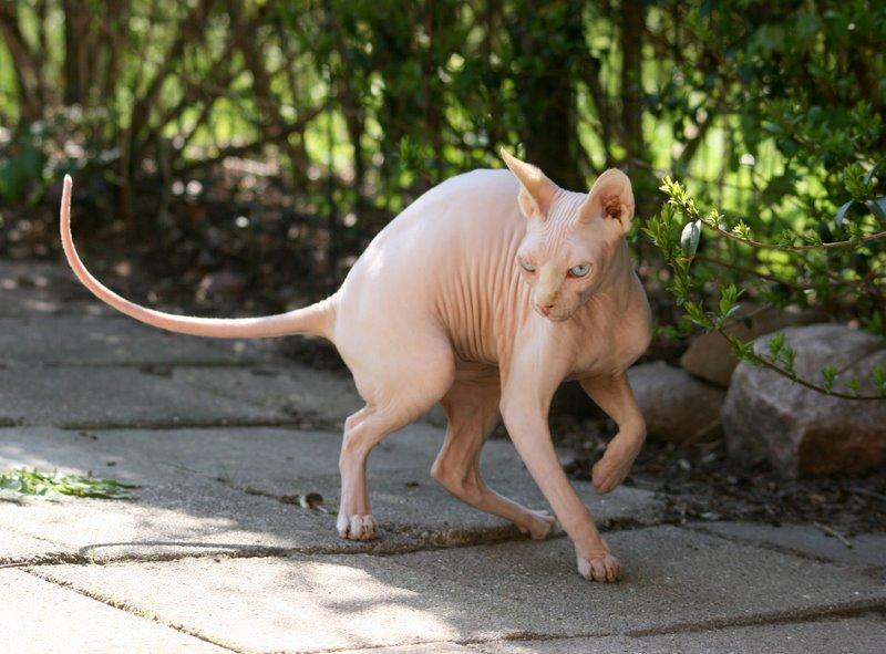 Sphynx Magnus Anat Her*PL - "Gustav" billede 44