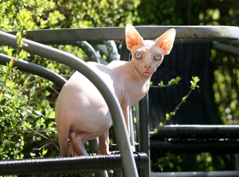 Sphynx Magnus Anat Her*PL - "Gustav" billede 46