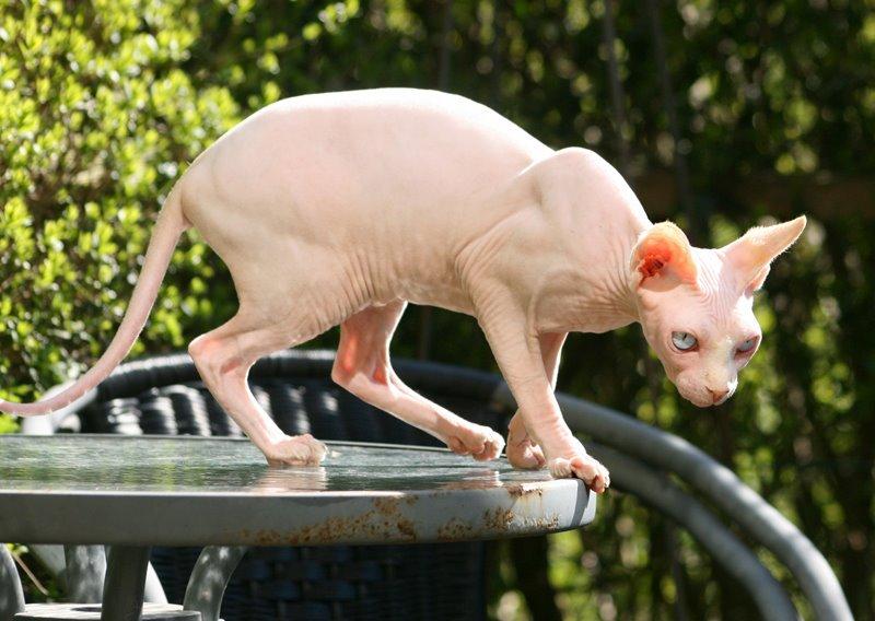 Sphynx Magnus Anat Her*PL - "Gustav" - *19/4-2014* billede 12