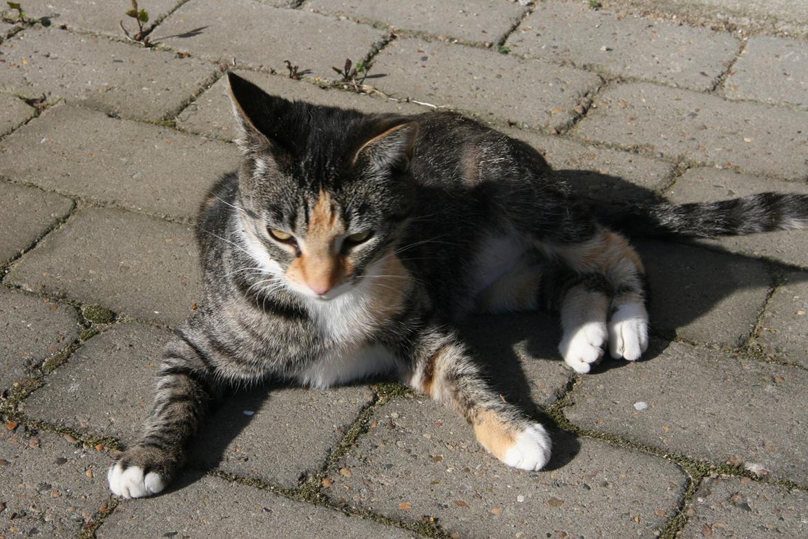 Huskat Cola billede 9