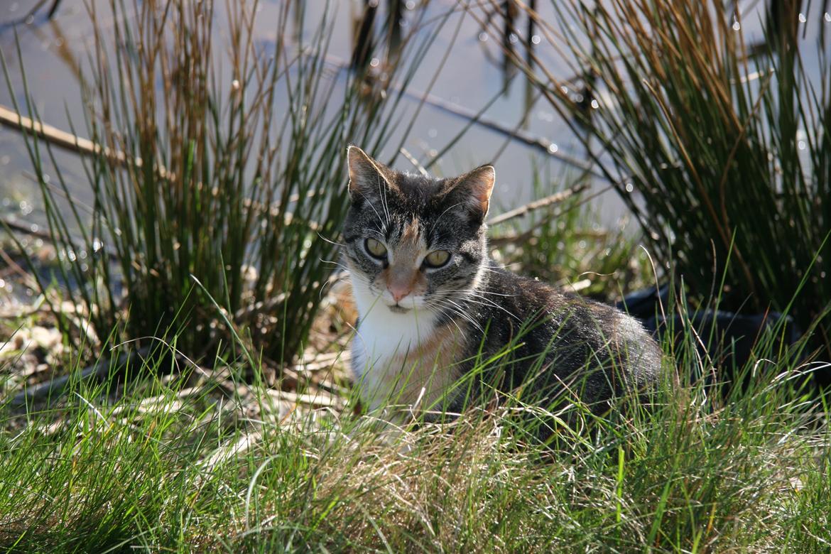 Huskat Cola billede 5