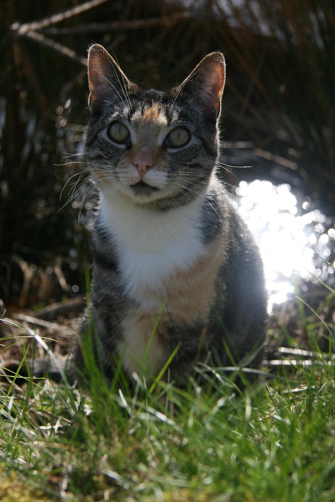 Huskat Cola billede 6