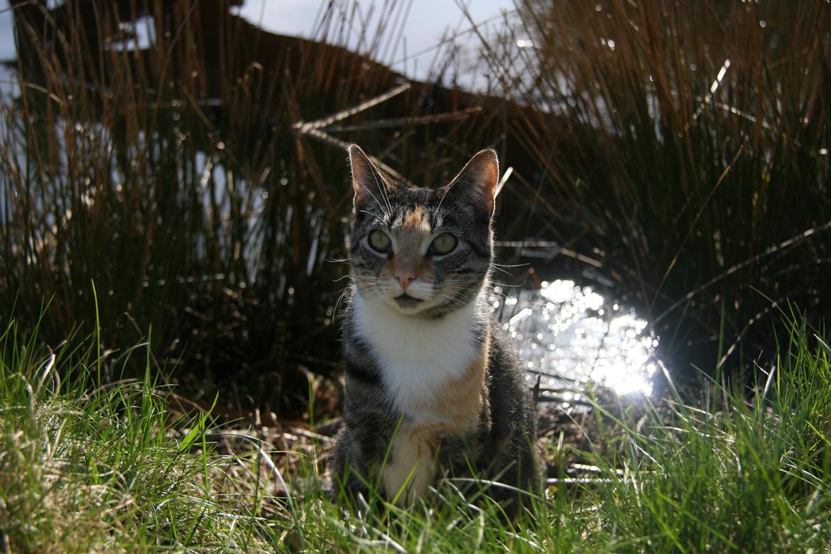 Huskat Cola billede 10