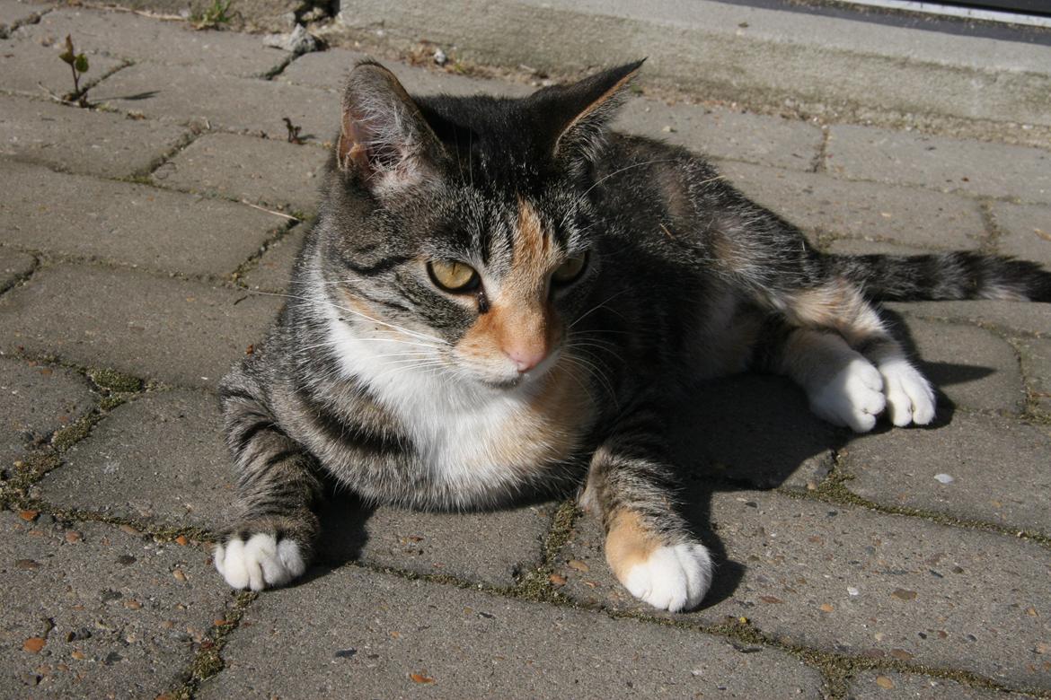 Huskat Cola billede 4