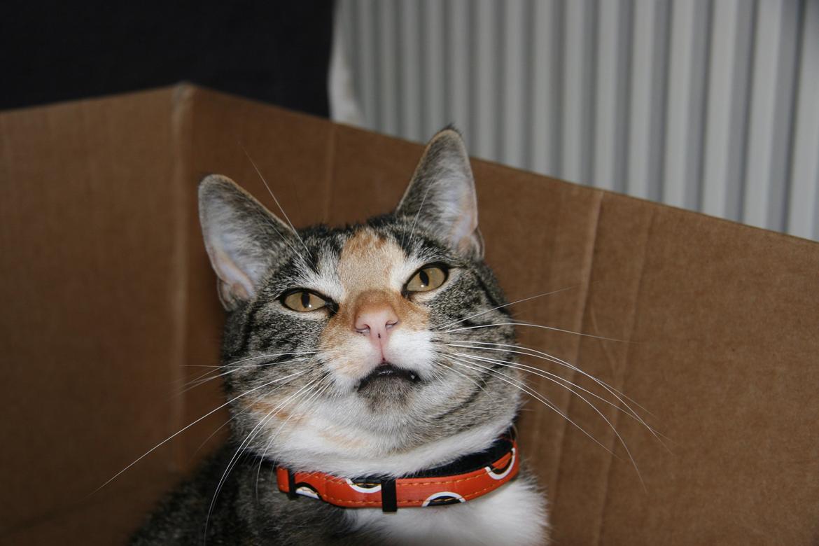 Huskat Cola billede 3