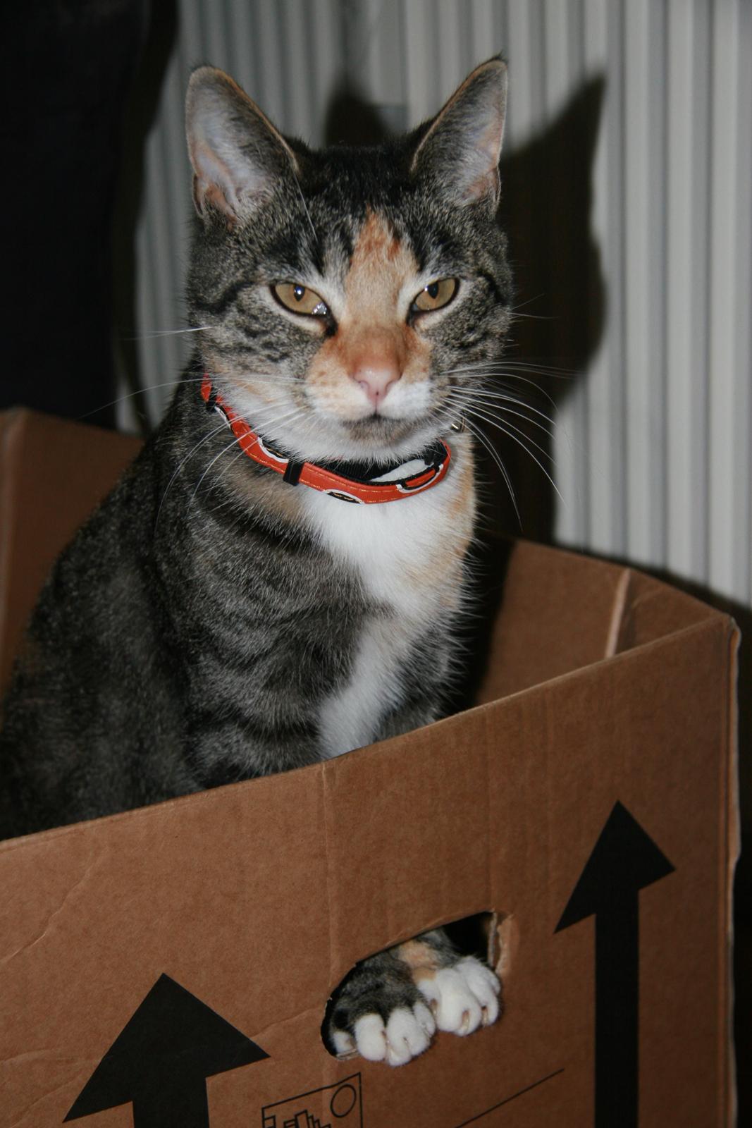 Huskat Cola billede 2