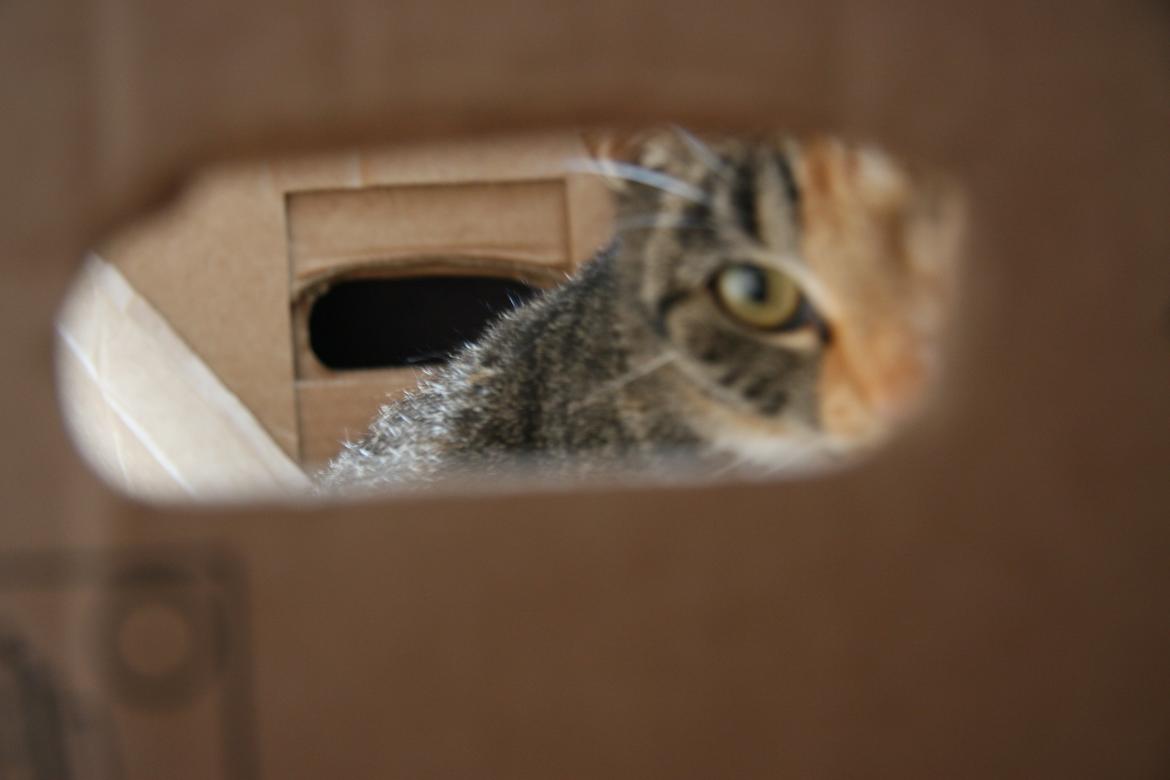 Huskat Cola - Kasser er bare gode og være i (:  billede 8