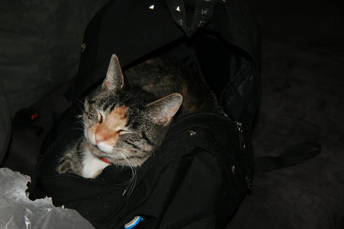 Huskat Cola billede 11