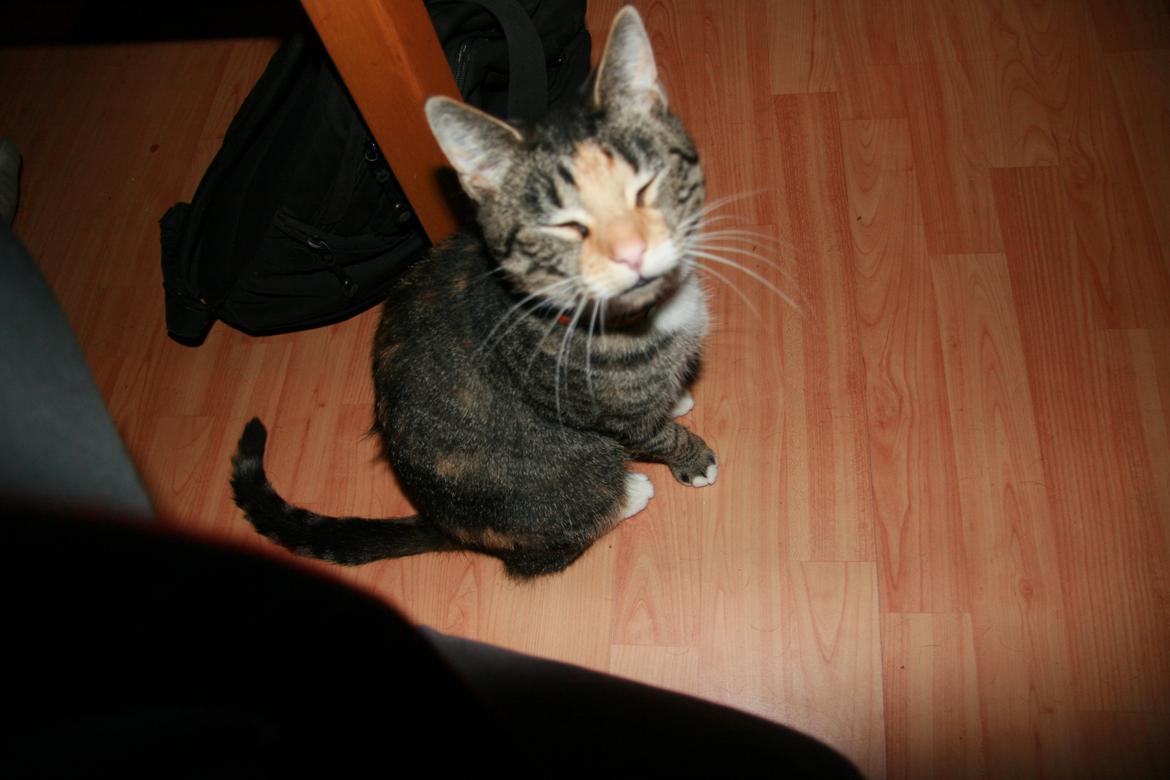 Huskat Cola billede 13