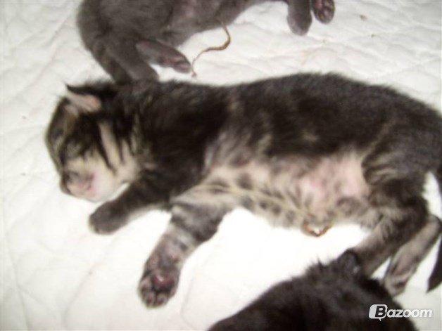 Maine Coon Loke( i himlen) billede 1