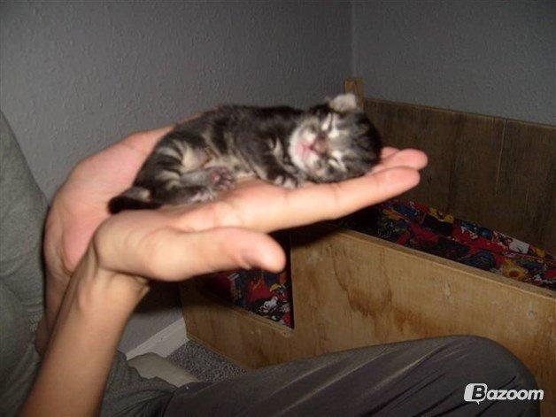 Maine Coon Loke( i himlen) billede 2