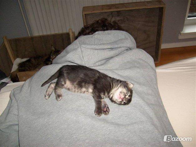 Maine Coon Loke( i himlen) billede 3