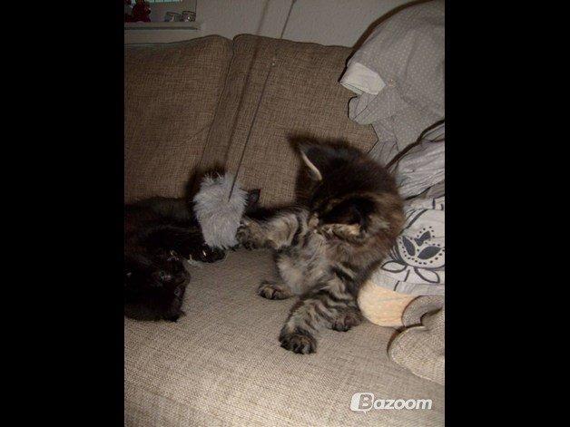 Maine Coon Loke( i himlen) billede 4