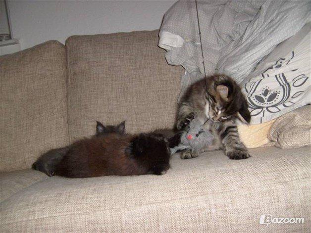 Maine Coon Loke( i himlen) billede 5