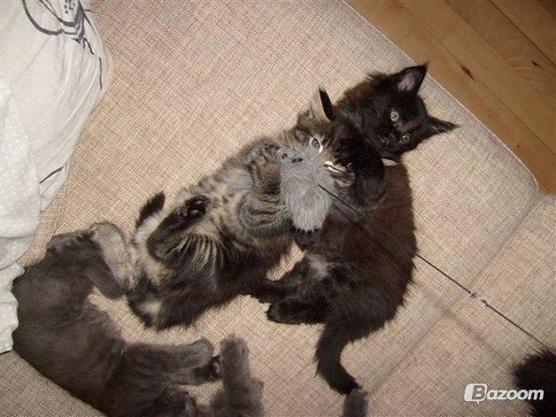 Maine Coon Loke( i himlen) billede 6