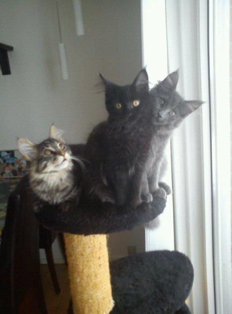 Maine Coon Loke( i himlen) billede 7