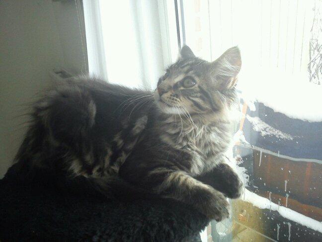 Maine Coon Loke( i himlen) billede 8