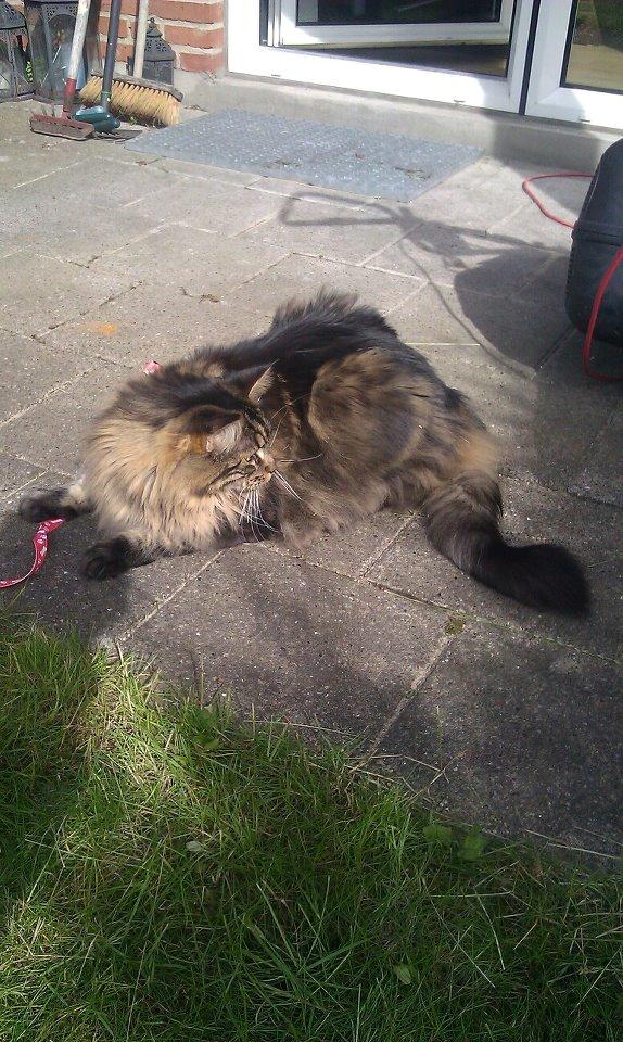 Maine Coon Loke( i himlen) billede 9