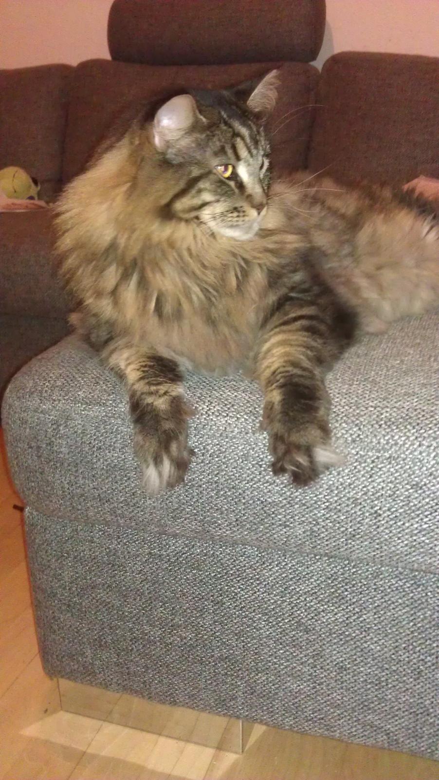 Maine Coon Loke( i himlen) billede 10